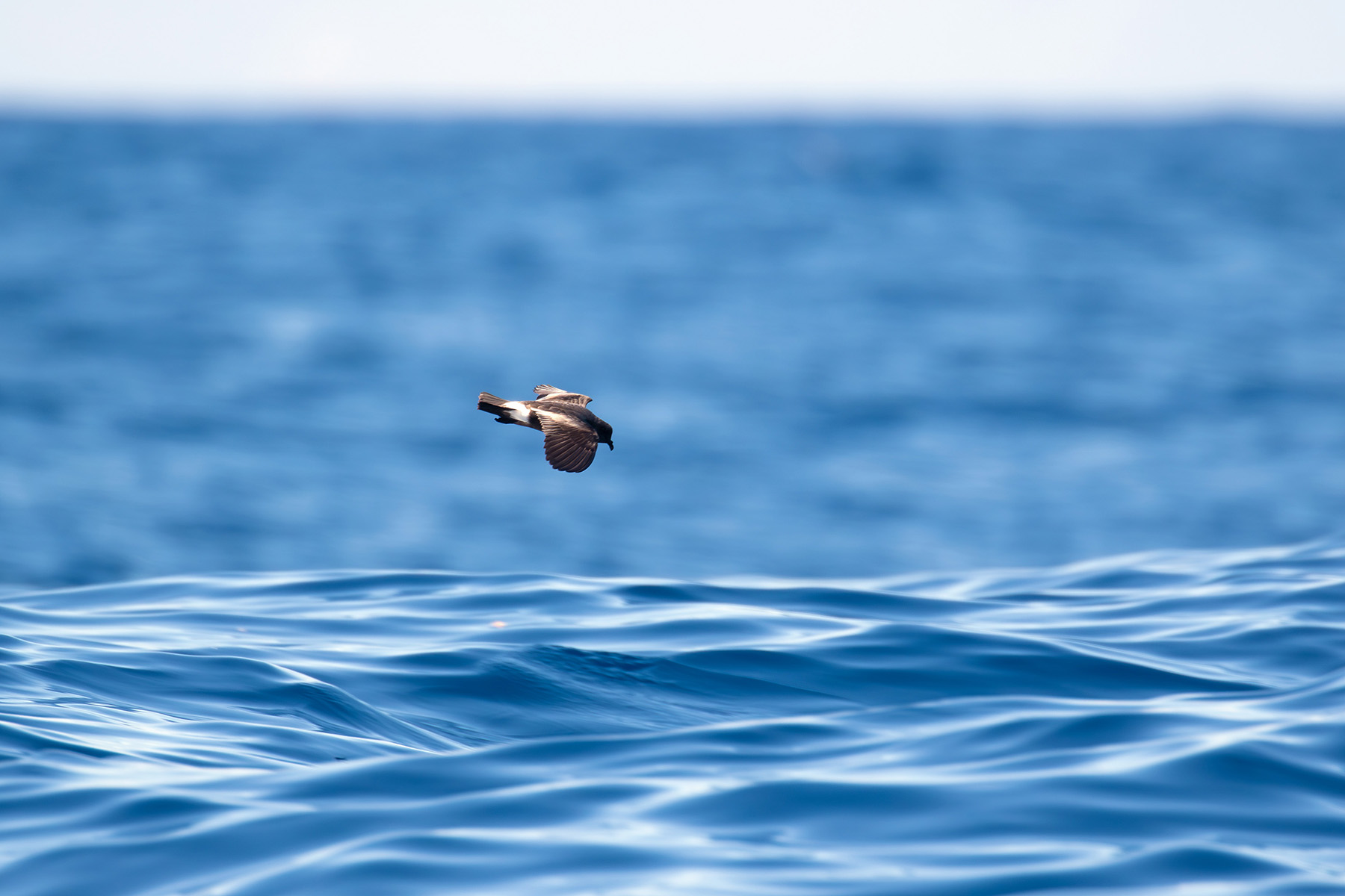 Monteiro's Storm Petrel (image by Diedert Koppenol)