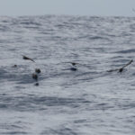 A raft of Monteiro's Storm Petrels! (image by Werner Mueller)