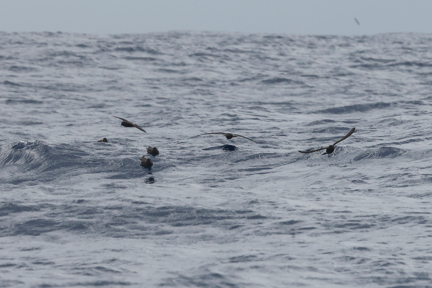 A raft of Monteiro's Storm Petrels! (image by Werner Mueller)