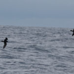Monteiro's Storm Petrels (image by Werner Mueller)