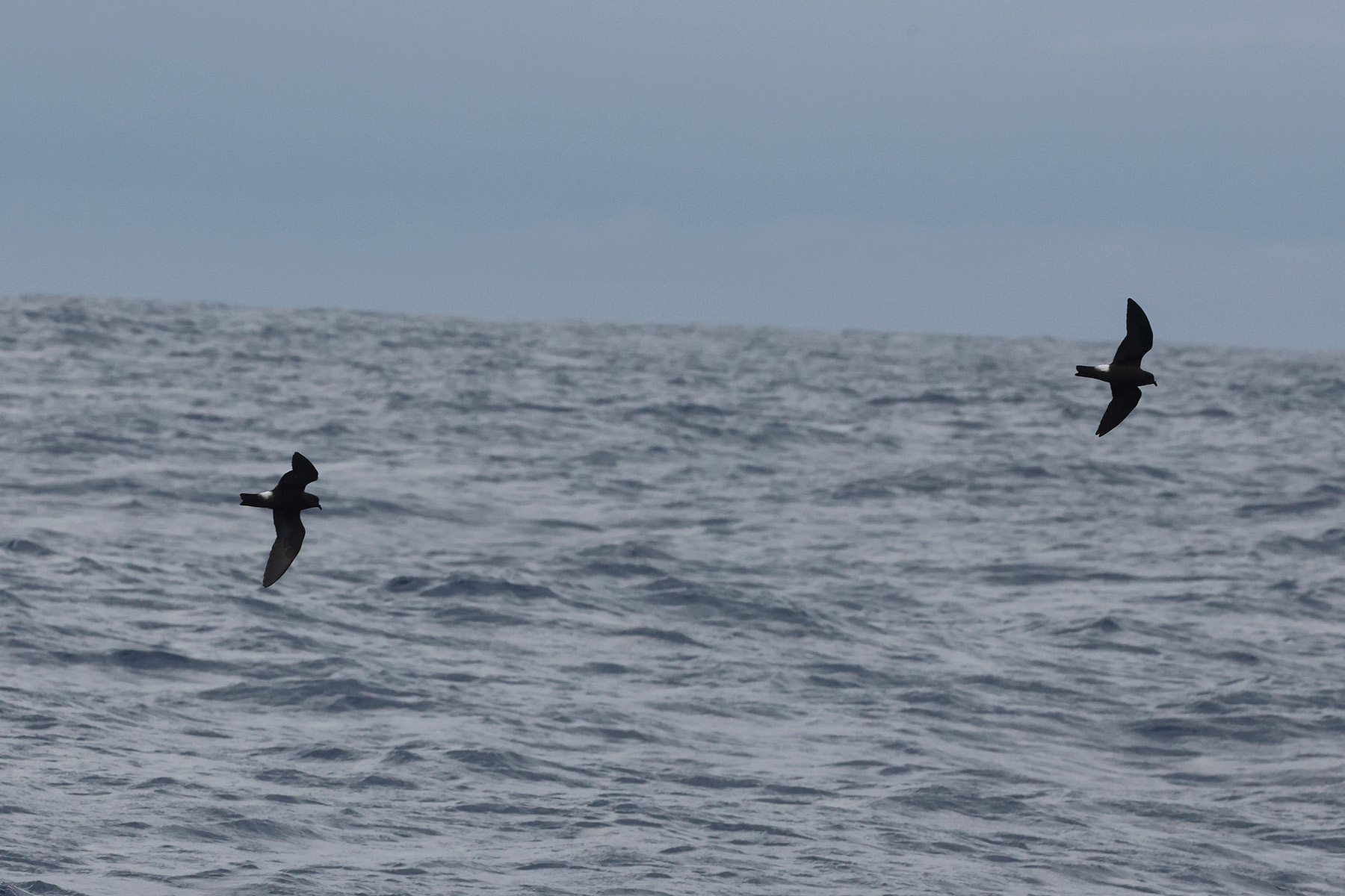 Monteiro's Storm Petrels (image by Werner Mueller)