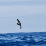 Monteiro's Storm Petrel (image by Werner Mueller)