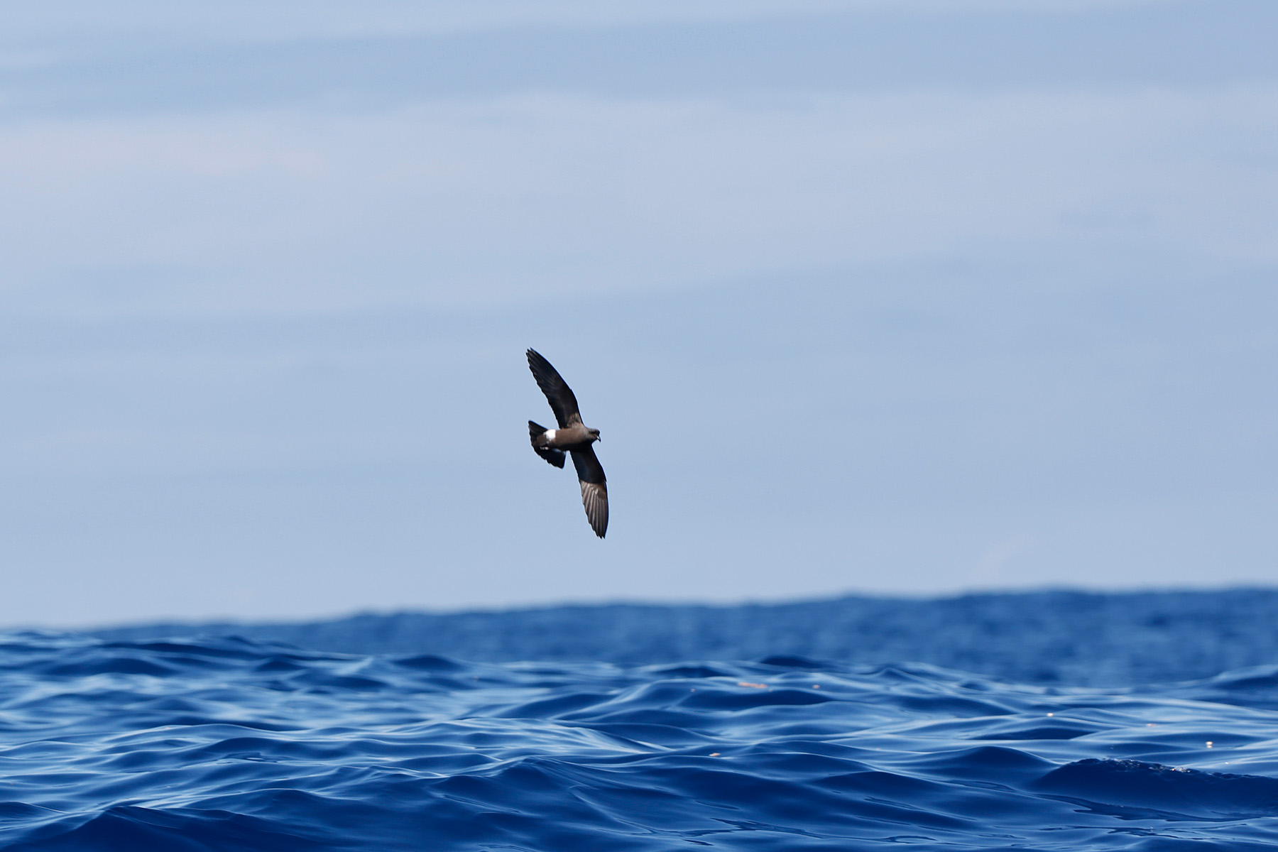 Monteiro's Storm Petrel (image by Werner Mueller)