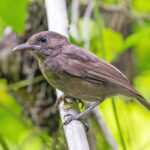 Morningbird (image by Pete Morris)