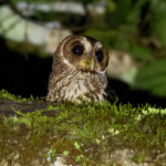 Mottled Owl (image by Leonardo Garrigues)