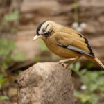 Moustached Laughingthrush (image by Simon Mitchell)