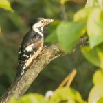 Necklaced Woodpecker (image by Simon Mitchell)