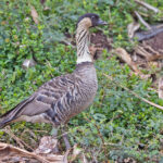 Nene (image by Pete Morris)