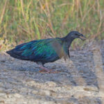 Nicobar Pigeon (image by Pete Morris)