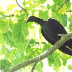 Nicobar Pigeon (image by Mark Van Beirs)