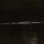 NIle Crocodile (image by Pete Morris)