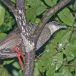 Nkulengu Rail (image by Pete Morris)