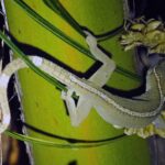 Nocturnal lizard sp on Manus (image by Mark Van Beirs)