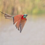 Northern Carmine Bee-eater (image by Pete Morris)