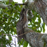 Northern Potoo (image by Leonardo Garrigues)