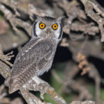 Northern White-faced Owl (image by Pete Morris)
