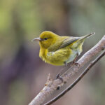 Oahu Amakihi (image by Pete Morris)