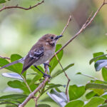 Oahu Elepaio (image by Pete Morris)