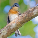 Oceanic Flycatcher (image by Pete Morris)