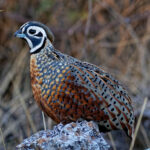 Ocellated Quail (image by Leonardo Garrigues)