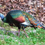 Ocellated Turkey (image by Charles Davies)
