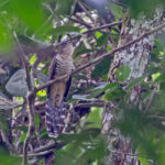 Olive Long-tailed Cuckoo (image by Pete Morris)