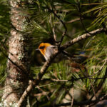 Olive Warbler (image by Leonardo Garrigues)