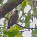 Olive-colored White-eye (image by Pete Morris)