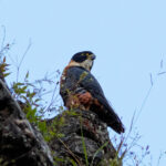 Orange-breasted Falcon (image by Leonardo Garrigues)