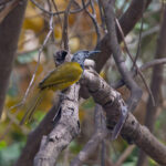 Oriole Warbler (image by Pete Morris)
