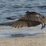 Osprey (image by Mark Van Beirs)