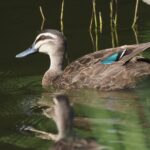 Pacific Black Duck (image by Mark Van Beirs)