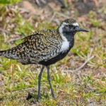Pacific Golden Plover (image by Pete Morris)