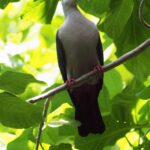 Pacific Imperial Pigeon (image by Mark Van Beirs)