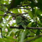 Pacific Parakeet (image by Leonardo Garrigues)