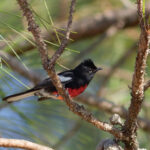 Painted Whitestart (image by Leonardo Garrigues)