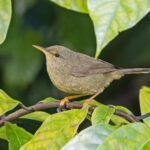 Palau Bush Warbler (image by Pete Morris)