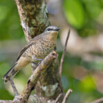 Palau Cicadabird (image by Pete Morris)