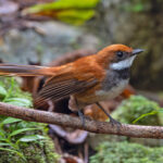 Palau Fantail (image by Pete Morris)