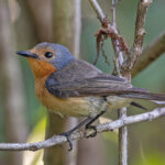 Palau Flycatcher (image by Pete Morris)