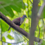 Palau Ground Dove (image by Pete Morris)