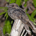 Palau Nightjar (image by Pete Morris)
