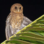 Palau Owl (image by Pete Morris)