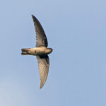 Palau Swiftlet (image by Pete Morris)