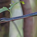 Palau Tree Snake (image by Pete Morris)