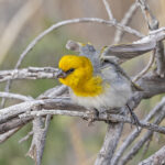 Palila (image by Pete Morris)