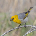 Palila (image by Pete Morris)