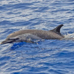 Pantropical Spotted Dolphin (image by Pete Morris)