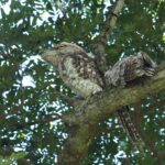 Papuan Frogmouths (image by Mark Van Beirs)
