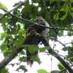 Pheasant Cuckoo (image by Leonardo Garrigues)